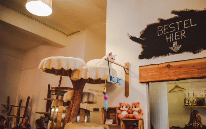 PEBBLES KITTY CAT CAFÉ ROTTERDAM: KATTENCAFÉ MET TAARTJES EN THEE