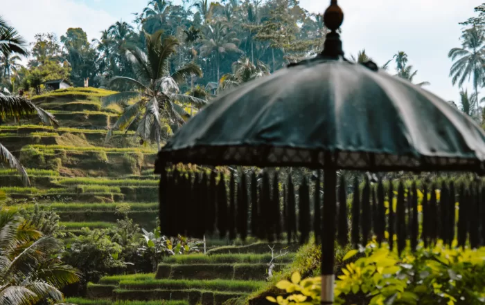 Ubud tips en rijstvelden