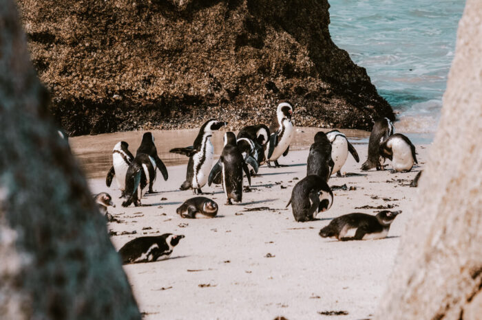 Boulders Beach, Simon's Town